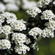 Spiraea nipponica 'Snowmound'