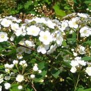 Spiraea vanhouttei 'Renaissance'