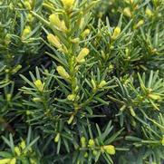 Taxus cuspidata 'Densiformis'