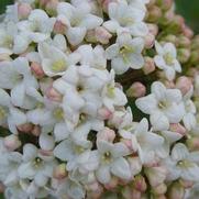 Viburnum carlesii