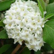 Viburnum plicatum v. tomentosum 'Mariesii'