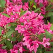 Weigela florida 'Sonic Bloom Pink' Weigela florida 'Sonic Bloom Pink'
