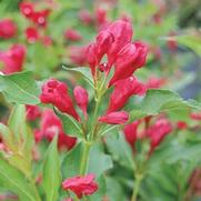 Weigela florida 'Sonic Bloom Red' Weigela florida 'Sonic Bloom Red'