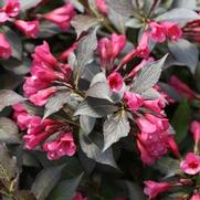 Weigela florida 'Spilled Wine' Weigela florida 'Spilled Wine'