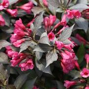 Weigela florida 'Spilled Wine'