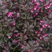 Weigela florida 'Wine & Roses'