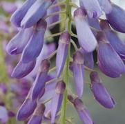 Wisteria frutescens 'Amethyst Falls'