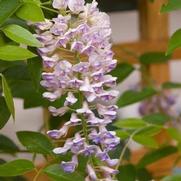 Wisteria macrostachya 'Summer Cascade'