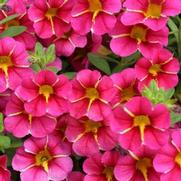 Calibrachoa hybrid 'Cherry Star' Calibrachoa hybrid 'Cherry Star'