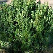 Buxus micro. 'Jap. Green Mountain'