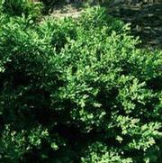 Buxus micro. 'Jap. Green Velvet'