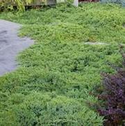 Chamaecyparis obtusa 'Nana Gracilis' Chamaecyparis obtusa 'Nana Gracilis'