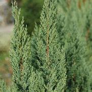 Juniperus chinensis 'Blue Point'