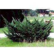Juniperus chinensis 'Pfitzeriana Compacta' Juniperus chinensis 'Pfitzeriana Compacta'
