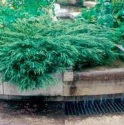 Juniperus chinensis 'Sargentii Viridis' Juniperus chinensis 'Sargentii Viridis'
