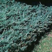 Juniperus horizontalis 'Bar Harbor'