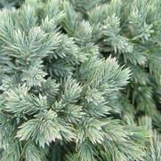 Juniperus squamata 'Blue Star'