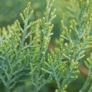 Juniperus virginiana 'Grey Owl'