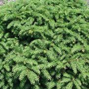 Picea abies 'Nidiformis' Picea abies 'Nidiformis'