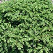 Picea abies 'Nidiformis'