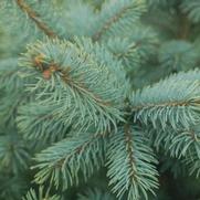 Picea pungens 'Baby Blue'