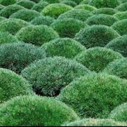 Pinus mugo Pinus mugo