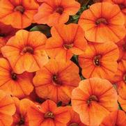 Calibrachoa hybrid 'Dreamsicle' Calibrachoa hybrid 'Dreamsicle'