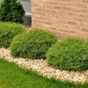 Thuja occidentalis 'Mr. Bowling Ball'