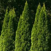 Thuja occidentalis 'Smargd'