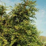 Thuja standishii c. plicata 'Green Giant' Thuja standishii c. plicata 'Green Giant'