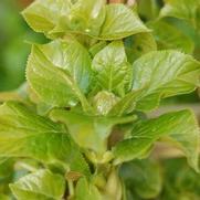 Hydrangea anomala 'Petiolaris'