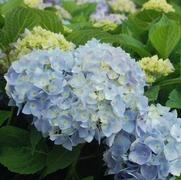 Hydrangea macrophylla 'Endless Summer'