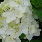 Hydrangea macrophylla 'Endless Summer Blushing Bride'