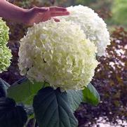 Hydrangea arborescens 'Incrediball'