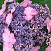 Hydrangea macrophylla 'Endless Summer Twist 'N Shout'