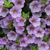 Calibrachoa hybrid 'Miss Lilac' Calibrachoa hybrid 'Miss Lilac'