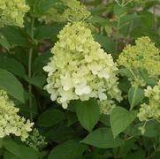 Hydrangea paniculata 'Limelight'