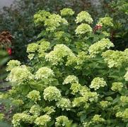 Hydrangea paniculata 'Little Lime'