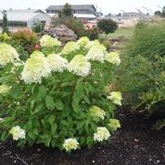 Hydrangea paniculata 'Phantom'