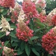 Hydrangea paniculata 'Pinky Winky' Hydrangea paniculata 'Pinky Winky'