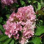 Hydrangea paniculata 'Vanilla Strawberry'