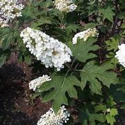 Hydrangea quercifolia 'Alice'