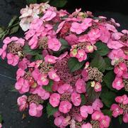 Hydrangea serrata 'Tuff Stuff'