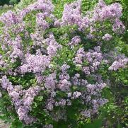 Syringa meyeri 'Palibin'