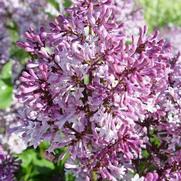 Syringa patula 'Miss Kim'