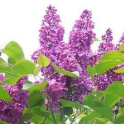 Syringa vulgaris 'Grandmas Purple' Syringa vulgaris 'Grandmas Purple'