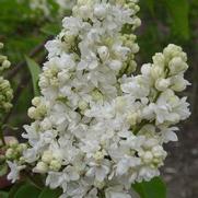 Syringa vulgaris 'Krasavista Moskvy'