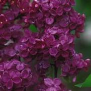 Syringa vulgaris 'Ludwig Spaeth' Syringa vulgaris 'Ludwig Spaeth'