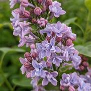 Syringa vulgaris 'Agincourt Beauty' Syringa vulgaris 'Agincourt Beauty'