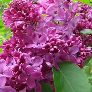 Syringa vulgaris 'Yankee Doodle'